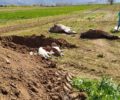 Άλογα και σκυλιά βρήκαν φρικτό θάνατο από φόλες στο Δάτο Καβάλας