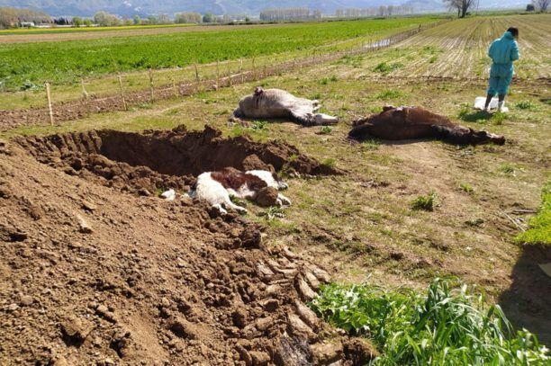 Άλογα και σκυλιά βρήκαν φρικτό θάνατο από φόλες στο Δάτο Καβάλας