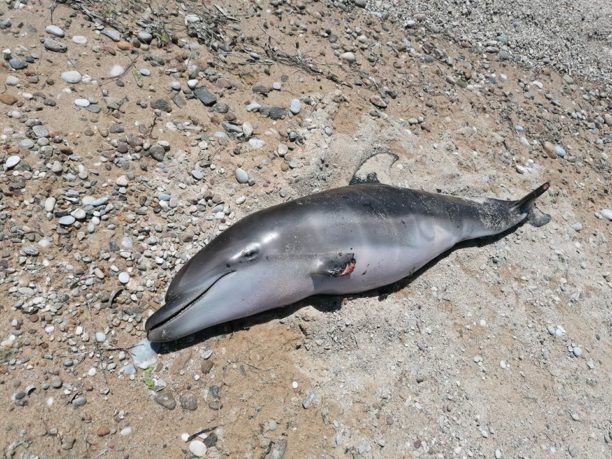 Δελφίνι νεκρό με κομμένα πτερύγια στην παραλία Οφρυνίου Καβάλας