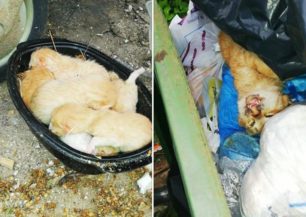 Δράμα: Έξι νεογέννητα γατάκια ζωντανά πεταμένα σε κάδο μαζί με τη νεκρή μάνα τους