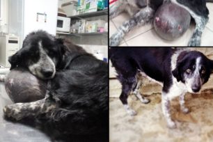 Αναζητούν σπιτικό για σκυλίτσα που περιφερόταν για καιρό στο Δροσερό Κοζάνης με τεράστιο όγκο στην κοιλιά της