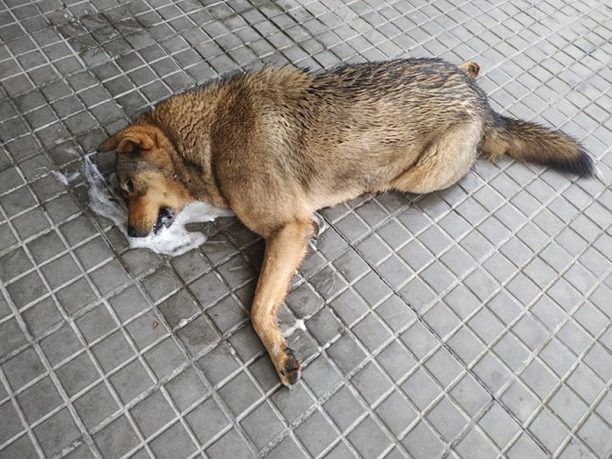 Σκυλιά νεκρά από φόλες στην Έδεσσα Πέλλας