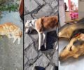 Μαζική δολοφονία σκυλιών και γατιών με φόλες στην Έδεσσα Πέλλας – Αναζητούν τον φονιά