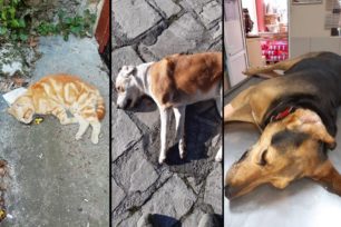 Μαζική δολοφονία σκυλιών και γατιών με φόλες στην Έδεσσα Πέλλας – Αναζητούν τον φονιά