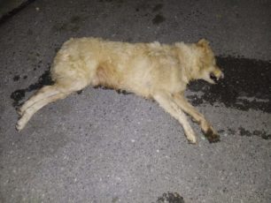 Ακόμα δύο σκυλιά νεκρά από φόλες στην Έδεσσα Πέλλας (βίντεο)