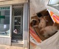 Ελευσίνα Αττικής: Έκλεισε τρία ζωντανά γατάκια σε σακούλα και τα εγκατέλειψε στην πόρτα κτηνιατρείου