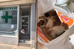Ελευσίνα Αττικής: Έκλεισε τρία ζωντανά γατάκια σε σακούλα και τα εγκατέλειψε στην πόρτα κτηνιατρείου