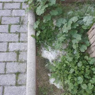 FiladelfeiaFolesZoa20 4 2020 2