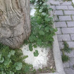FiladelfeiaFolesZoa20 4 2020 3