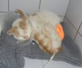 Έκκληση για τα έξοδα περίθαλψης γάτας που βρέθηκε τραυματισμένη από συρμάτινη θηλιά στον Βόλο Μαγνησίας