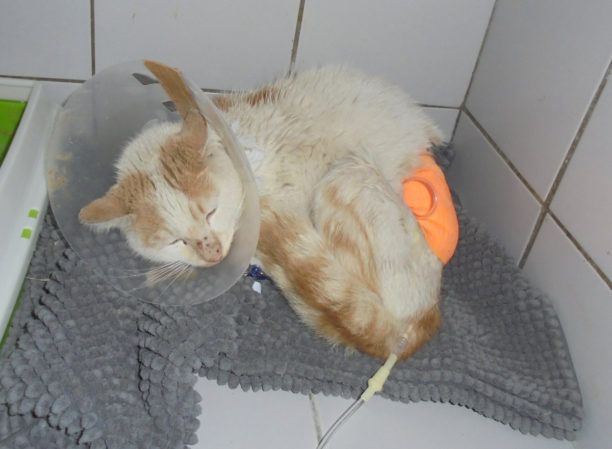 Έκκληση για τα έξοδα περίθαλψης γάτας που βρέθηκε τραυματισμένη από συρμάτινη θηλιά στον Βόλο Μαγνησίας