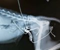 Γάτα σοβαρά τραυματισμένη από συρμάτινη θηλιά εντοπίστηκε στον Βόλο Μαγνησίας