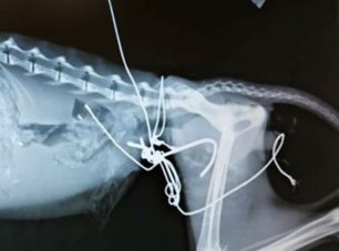 Γάτα σοβαρά τραυματισμένη από συρμάτινη θηλιά εντοπίστηκε στον Βόλο Μαγνησίας