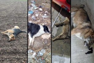 Πολλά σκυλιά και γάτες δολοφονήθηκαν με φόλες εντός και πέριξ της πόλης των Γιαννιτσών Πέλλας (βίντεο)