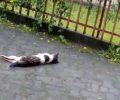 Σκυλιά και γάτες, αδέσποτα ζώα νεκρά από φόλες στα Γιαννιτσά Πέλλας