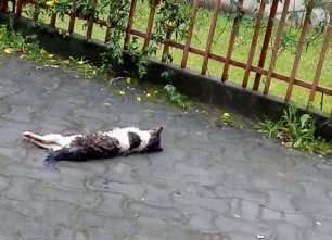 Σκυλιά και γάτες, αδέσποτα ζώα νεκρά από φόλες στα Γιαννιτσά Πέλλας