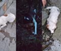 Τέσσερα σκυλιά δηλητηριασμένα με φόλες στο Καλαμπάκι Δράμας