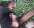 Δύο σκυλιά τραυματίστηκαν από θηλιές – παράνομες παγίδες κυνηγών στο Καλλίδρομο Φθιώτιδας