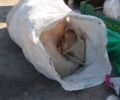 Κέρκυρα: Βρήκε νεκρό σκύλο σε τσουβάλι με θηλιά στον λαιμό από καλώδιο