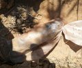 Βρήκε σκύλο ζωντανό κλεισμένο σε τσουβάλι πεταμένο σε ποταμάκι στην Κυλλήνη Ηλείας