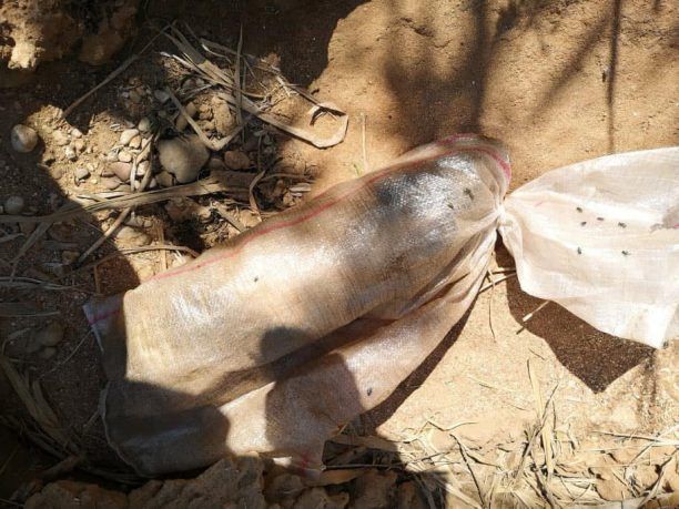 Βρήκε σκύλο ζωντανό κλεισμένο σε τσουβάλι πεταμένο σε ποταμάκι στην Κυλλήνη Ηλείας
