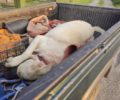 Ημαθία: Σκύλος σε κρίσιμη κατάσταση πέθανε καθώς αστυνομικοί καθυστέρησαν 20’ σε μπλόκο αυτούς που προσπαθούσαν να τον σώσουν (βίντεο)