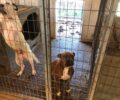 Ο Δήμος Σερρών συνεχίζει την «παράδοση» υπερσυσσώρευσης αδέσποτων σκυλιών στο Δημοτικό Κυνοκομείο (βίντεο)