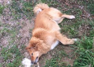 Ακόμα τρία σκυλιά δολοφονημένα με φόλες στην παραλία Λεχαινών στην Ηλεία