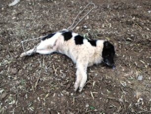 Βρήκε το πτώμα του σκύλου με δεμένα τα πόδια πεταμένο σε χωράφι στις Λιβανάτες Φθιώτιδας