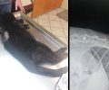 Έκκληση για τα έξοδα επέμβασης γάτας που έμεινε παράλυτη μετά από πυροβολισμό με αεροβόλο στο Λουτράκι Κορινθίας