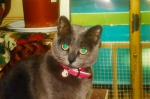 Χάθηκε θηλυκή γκρι γάτα στου Γκύζη στην Αθήνα