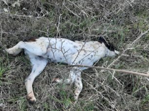 Ακόμα τρία σκυλιά νεκρά από φόλες με υδροκυάνιο στο Μεσοχώρι Δράμας