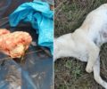 Ακόμα ένας σκύλος δολοφονημένος με φόλα από κυάνιο στο Μεσοχώρι Δράμας