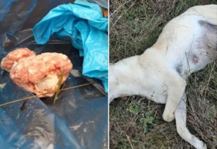 Ακόμα ένας σκύλος δολοφονημένος με φόλα από κυάνιο στο Μεσοχώρι Δράμας