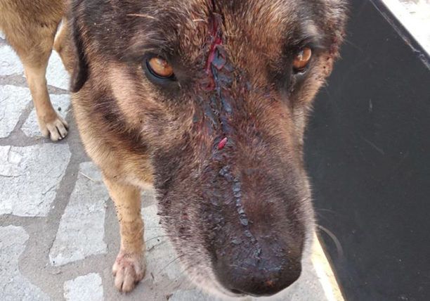 Μεσιά Καβάλας: Κατήγγειλαν τον άνδρα που με τσεκούρι άνοιξε το κεφάλι αδέσποτου σκύλου
