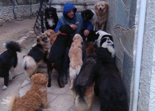 Απαράδεκτη απόφαση του Ειρηνοδικείου Λευκάδας που απαιτεί απομάκρυνση 26 οικόσιτων σκυλιών τα οποία φροντίζονται εξαιρετικά