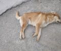 Πέντε σκυλιά νεκρά από φόλες κοντά στις αποθήκες των ΕΛ.ΤΑ. στο Ωραιόκαστρο Θεσσαλονίκης