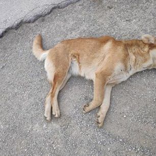 OraiokastroDilitiriasmenaZoa 7