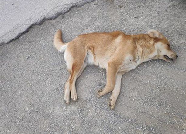 Πέντε σκυλιά νεκρά από φόλες κοντά στις αποθήκες των ΕΛ.ΤΑ. στο Ωραιόκαστρο Θεσσαλονίκης