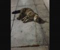 Γάτα νεκρή από φόλα στον Περισσό Αττικής