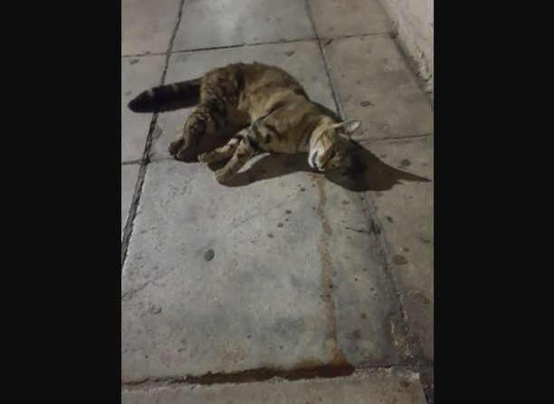 Γάτα νεκρή από φόλα στον Περισσό Αττικής