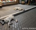 Δολοφονία των «παραβατικών» σκυλιών ζητάει η Δημοτική Παράταξη Πρέβεζας «Ανάπτυξη Τώρα»