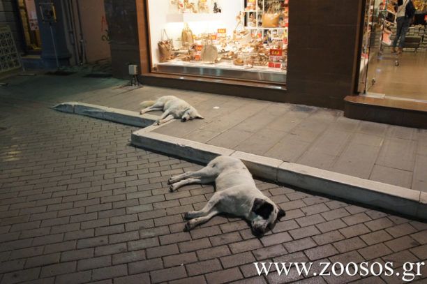 Η Π.Φ.Π.Ο. εναντίον του Γ. Νίτσα που θέλει τη δολοφονία των «παραβατικών» σκυλιών στην Πρέβεζα