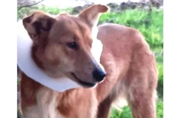 Κατάφεραν να πιάσουν σκυλίτσα που περιφερόταν με «περιλαίμιο» από λάμπα φωτισμού στα Μέγαρα (βίντεο)
