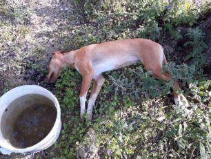 Συνεχή τα περιστατικά με δηλητηριασμένα ζώα από φόλες στη Ρόδο