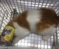 Σαλαμίνα: Έσωσαν γάτα που βρέθηκε με το κεφάλι σφηνωμένο σε κονσέρβα