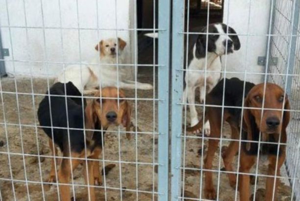 Παράνομες περισυλλογές σκυλιών απ' τον Δήμο Σερρών και απαράδεκτη συμπεριφορά από την Αστυνομία καταγγέλλει φιλόζωη ηθοποιός