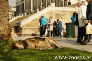 Προτάσεις για το που να μπουν ταΐστρες για τ’ αδέσποτα ζητάει ο Δήμος Αθηναίων