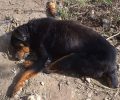 Χωρίς σταματημό τα εγκλήματα εις βάρος των ζώων στη Λέσβο γενικώς και όχι μόνο στη Μόρια