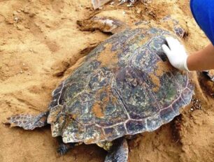 ΑΡΧΕΛΩΝ: Περισσότερες από 700 νεκρές θαλάσσιες χελώνες καταγράφηκαν στο 2020